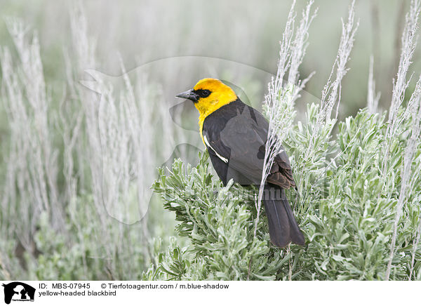 Gelbkopf-Schwarzstrling / yellow-headed blackbird / MBS-07945