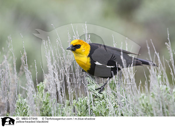 Gelbkopf-Schwarzstrling / yellow-headed blackbird / MBS-07948