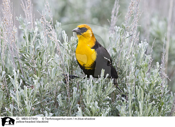 Gelbkopf-Schwarzstrling / yellow-headed blackbird / MBS-07949