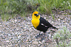 yellow-headed blackbird