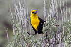 yellow-headed blackbird