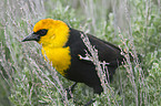 yellow-headed blackbird
