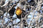 yellow-headed blackbird
