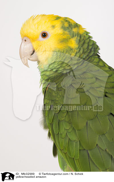 yellow-headed amazon / NN-02989