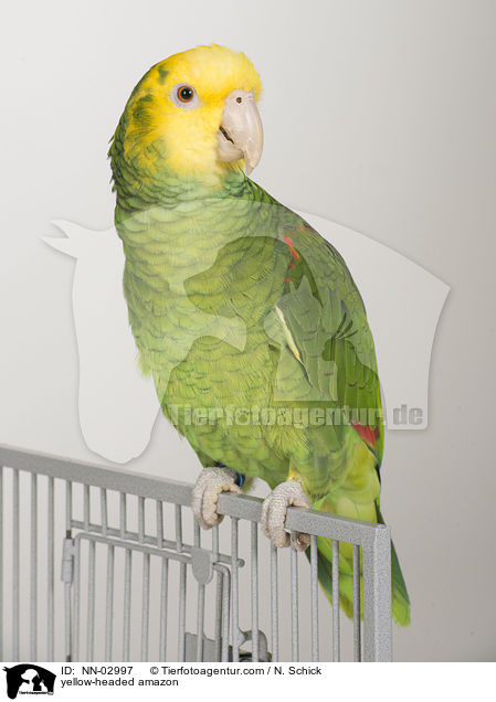 Gelbkopfamazone / yellow-headed amazon / NN-02997