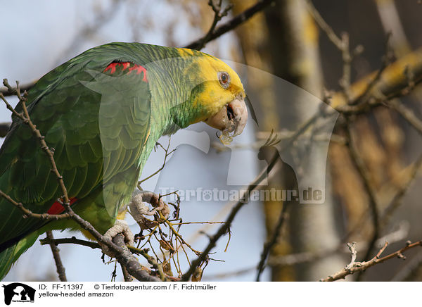 Gelbkopfamazone / yellow-headed amazon / FF-11397
