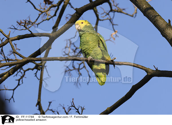 yellow-headed amazon / FF-11788