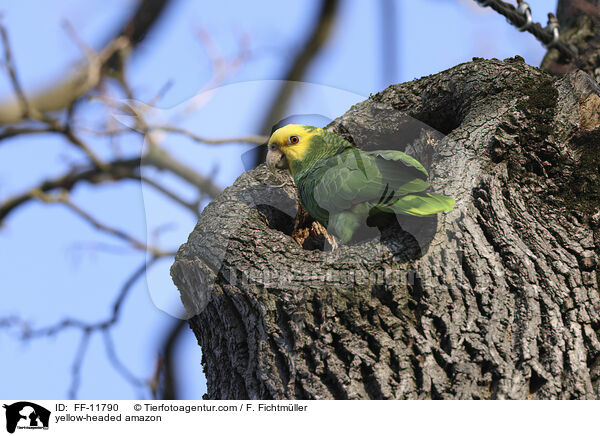 Gelbkopfamazone / yellow-headed amazon / FF-11790