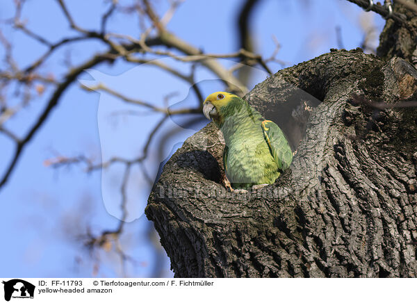 Gelbkopfamazone / yellow-headed amazon / FF-11793