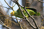 yellow-headed amazon