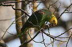 yellow-headed amazon
