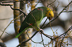 yellow-headed amazon