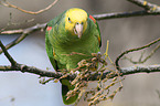 yellow-headed amazon