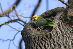 yellow-headed amazon