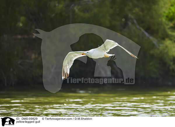 yellow-legged gull / DMS-09829