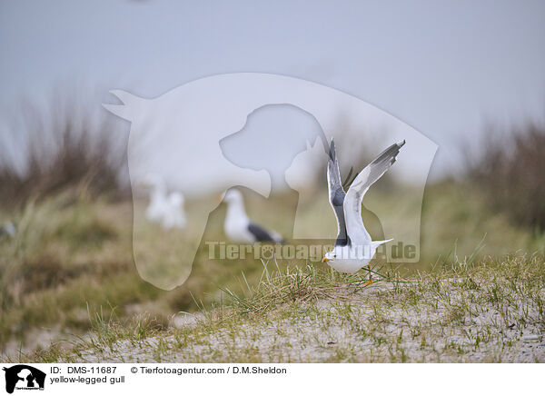 Gelbfumwe / yellow-legged gull / DMS-11687