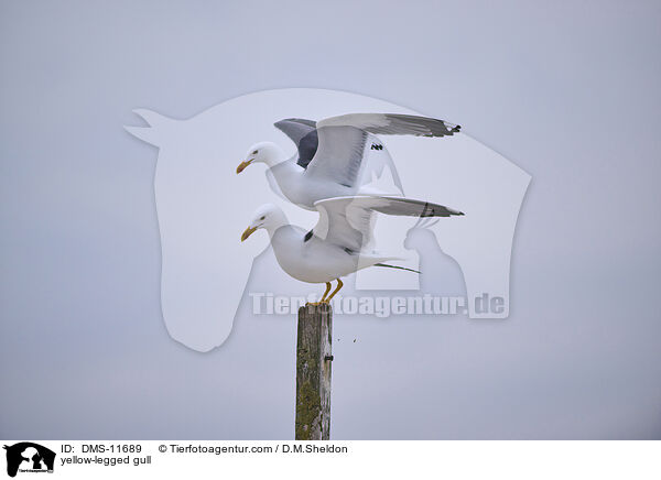 Gelbfußmöwe / yellow-legged gull / DMS-11689