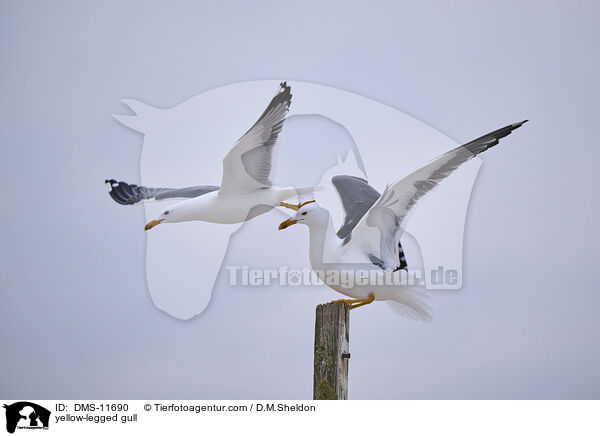 Gelbfumwe / yellow-legged gull / DMS-11690