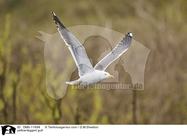 Gelbfumwe / yellow-legged gull / DMS-11698