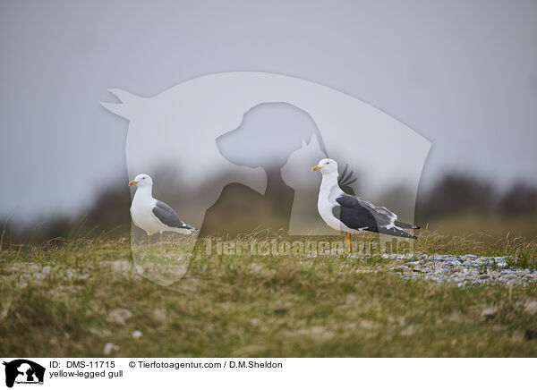Gelbfumwe / yellow-legged gull / DMS-11715