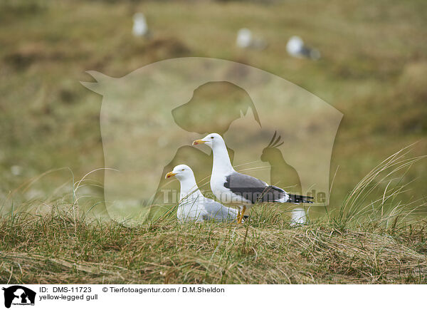 Gelbfumwe / yellow-legged gull / DMS-11723