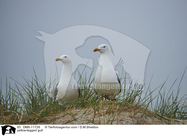 Gelbfumwe / yellow-legged gull / DMS-11726