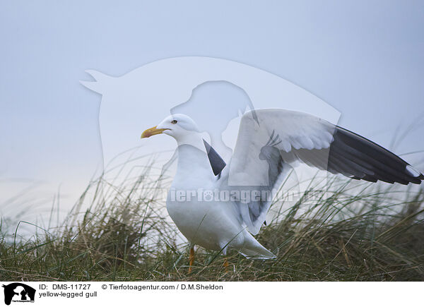yellow-legged gull / DMS-11727