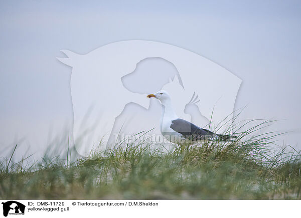 Gelbfumwe / yellow-legged gull / DMS-11729