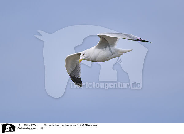 Mittelmeermwe / Yellow-legged gull / DMS-12560