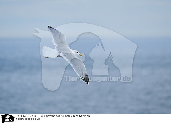 Mittelmeermwe / Yellow-legged gull / DMS-12646