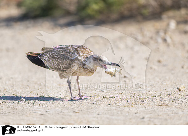 Mittelmeermwe / yellow-legged gull / DMS-15251