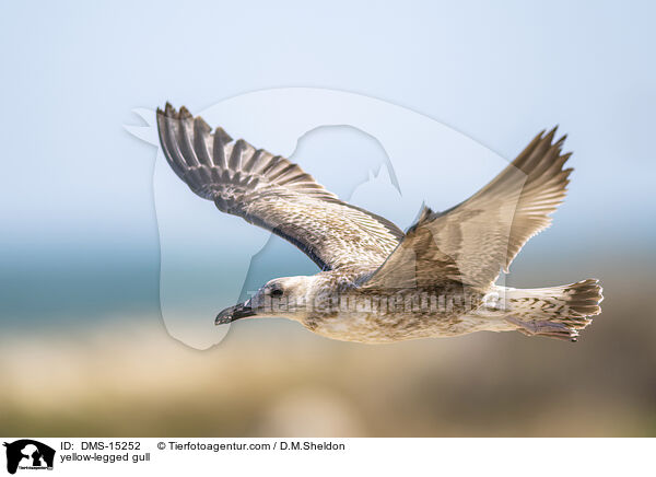 Mittelmeermwe / yellow-legged gull / DMS-15252