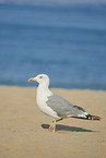 yellow-legged gull