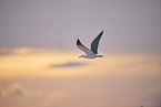 yellow-legged gull