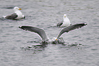 yellow-legged gull