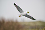 yellow-legged gull