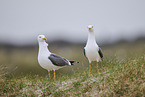 yellow-legged gull