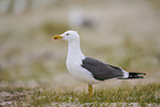 yellow-legged gull