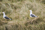yellow-legged gull