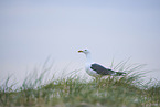 yellow-legged gull