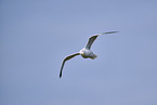 Yellow-legged gull