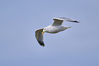 Yellow-legged gull