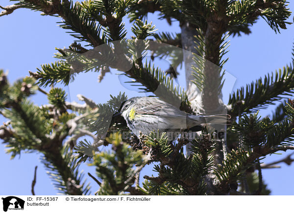 Kronenwaldsnger / butterbutt / FF-15367