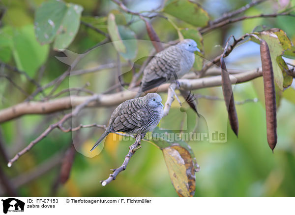 Sperbertauben / zebra doves / FF-07153