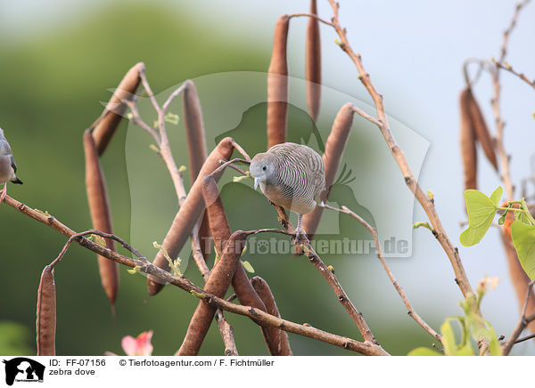 zebra dove / FF-07156