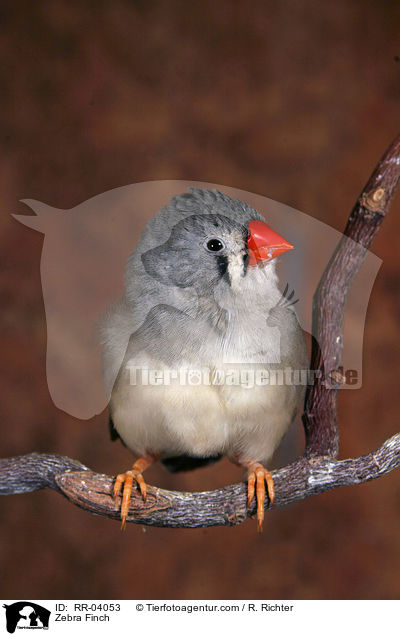 Zebra Finch / RR-04053