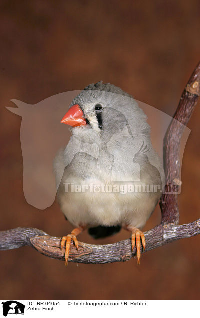 Zebra Finch / RR-04054