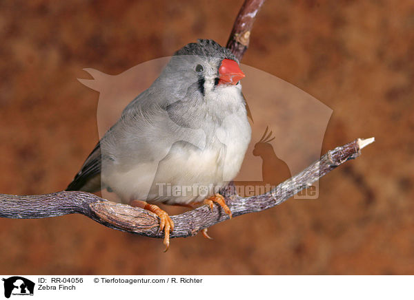 Zebra Finch / RR-04056