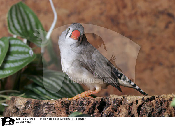 Zebra Finch / RR-04061