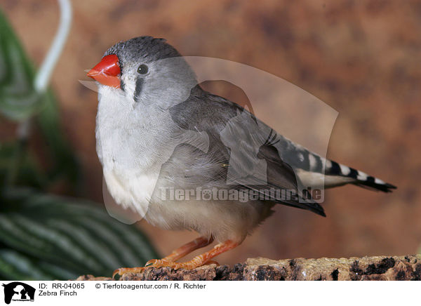 Zebra Finch / RR-04065
